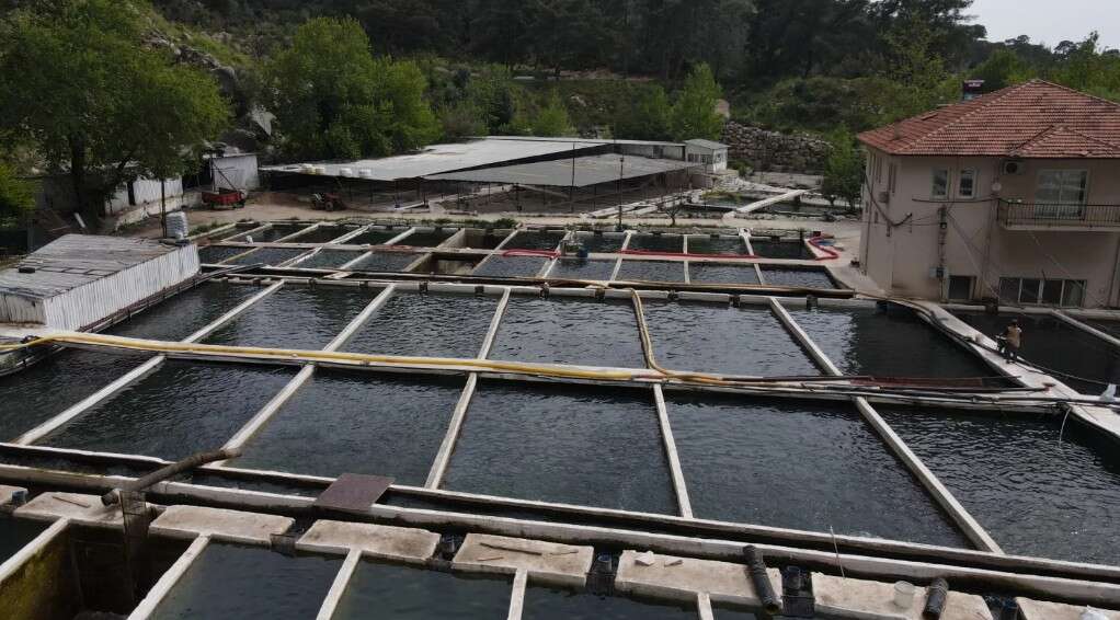 Seydikemer’de Sel Felaketi Alabalık Tesislerini Vurdu: Zarar 100 Milyon Lira 2